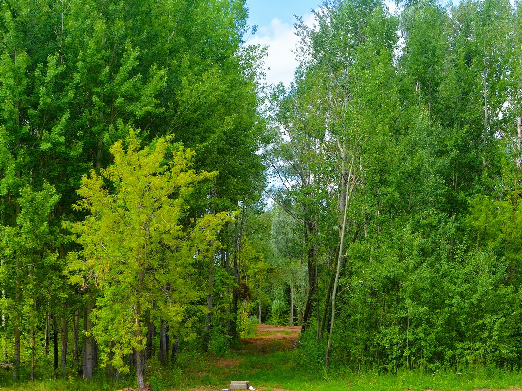 Чебоксары. Просека в парке 500-летия города Чебоксар. - Пётр Чернега Чебоксары. Просека в парке 500-летия города Чебоксар. - Пётр Чернега