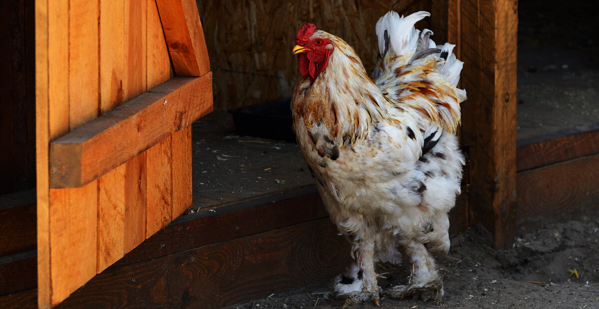 *** - Dan Berli *** - Dan Berli