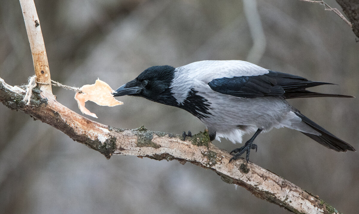Вороне бог послал кусочек сала... - Владимир Безбородов