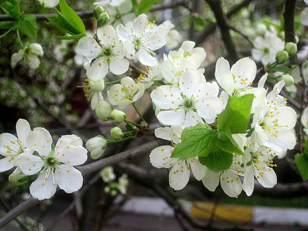 Цветущий май - Елена Семигина Цветущий май - Елена Семигина