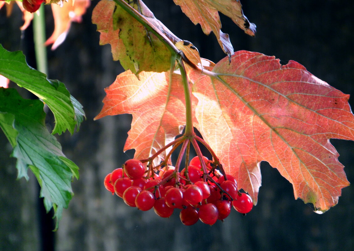 Калина вызрела. - nadyasilyuk Вознюк
