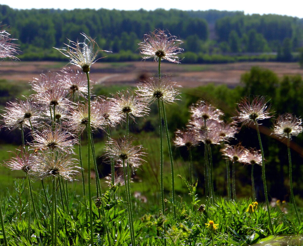 Когда отцветает прострел. - nadyasilyuk Вознюк