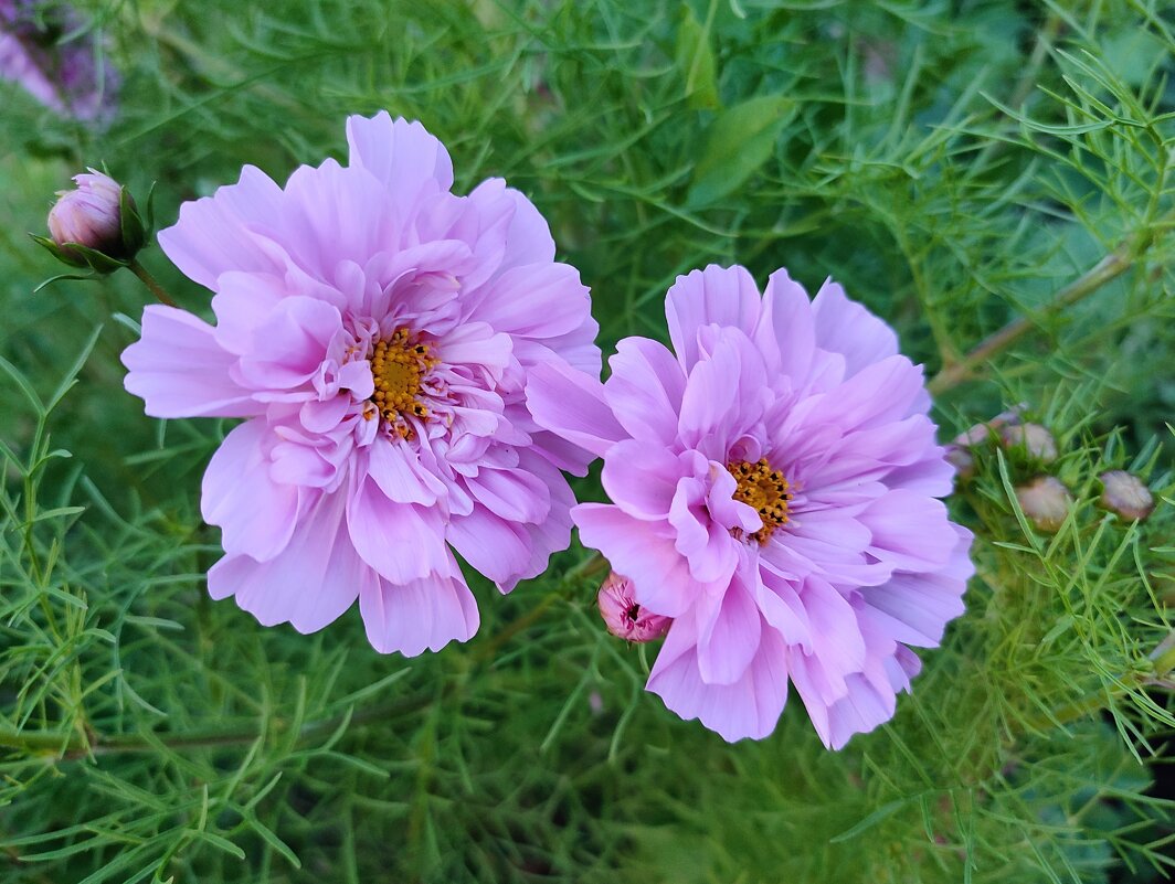 Космеи нежность - Валентина Богатко 