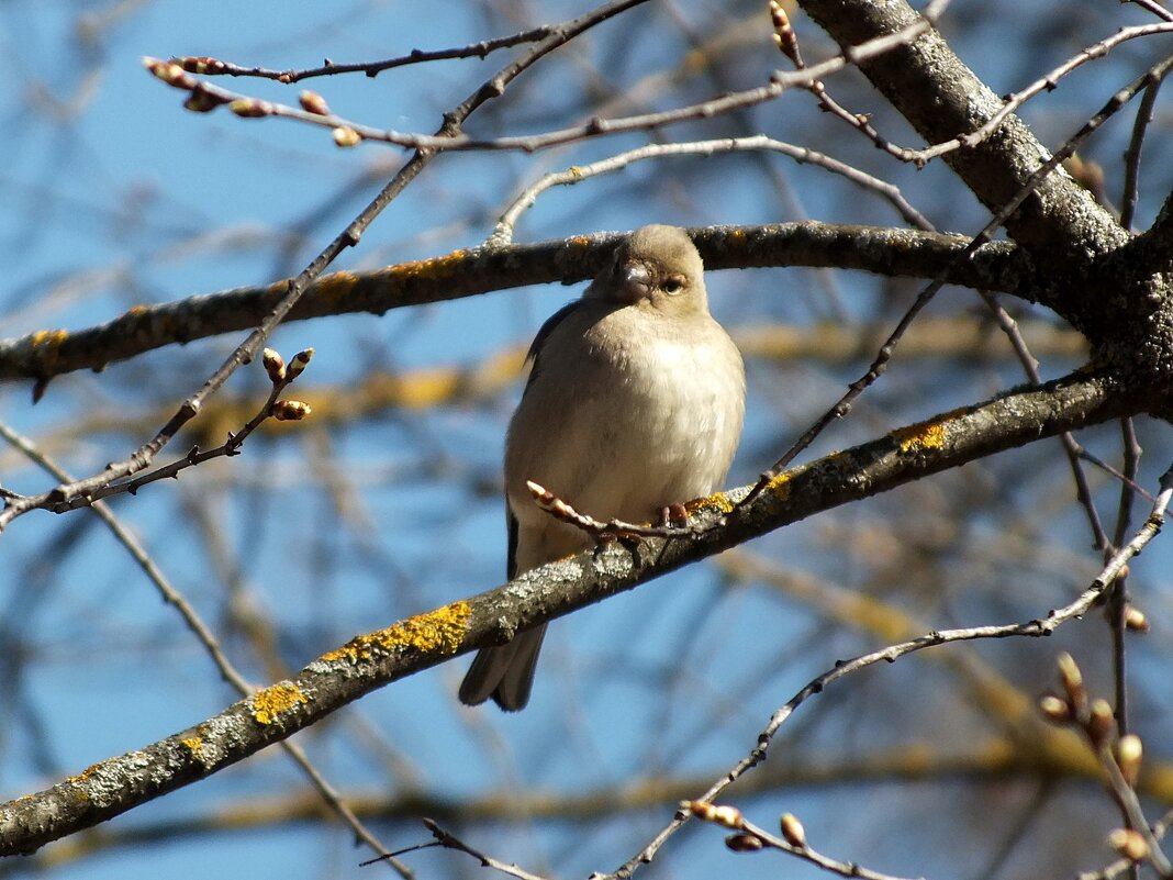 Пеночка-теньковка - Зоя Мишина Пеночка-теньковка - Зоя Мишина
