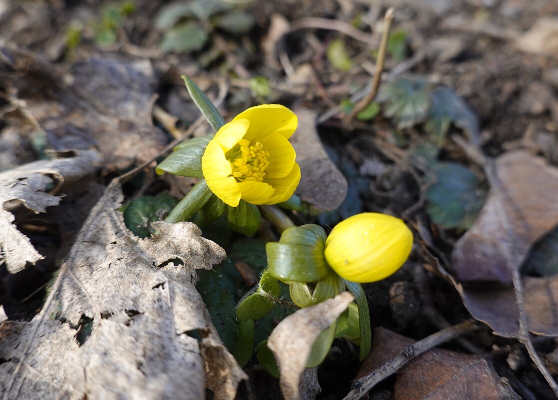 ...весне дорогу! - Галина 