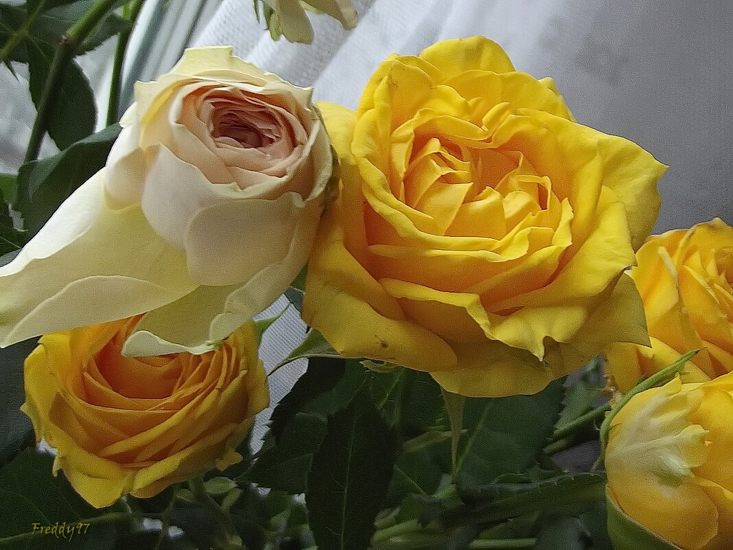 Жёлтые розы - Freddy 97