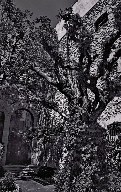 ---surreal tree--- - AL Reborn 