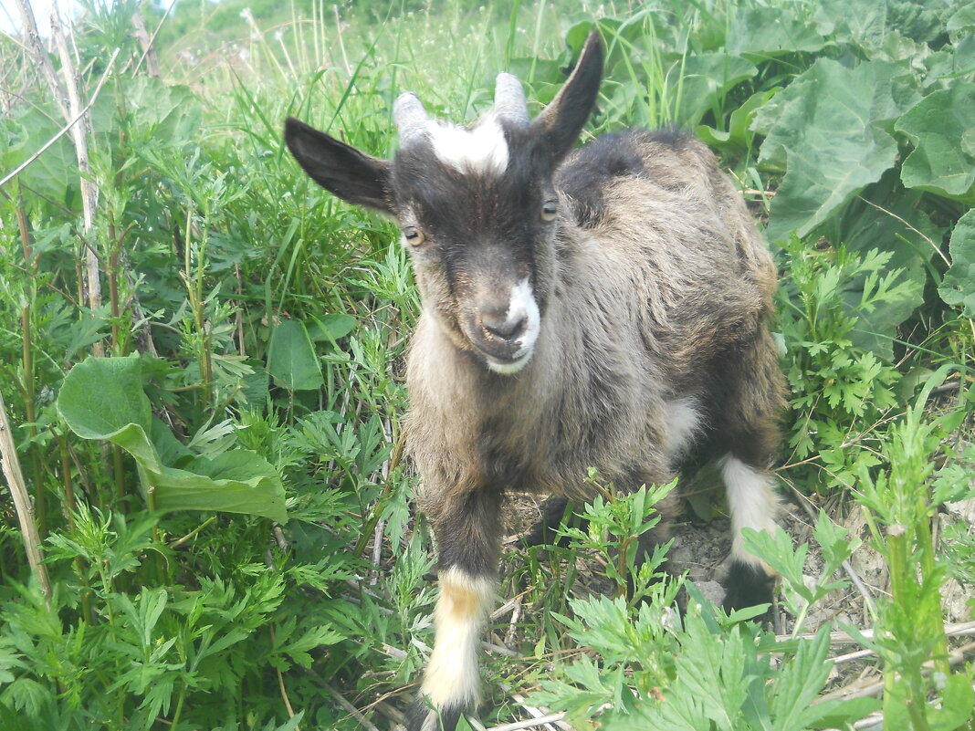 Козлик - Татьяна Иваненкова