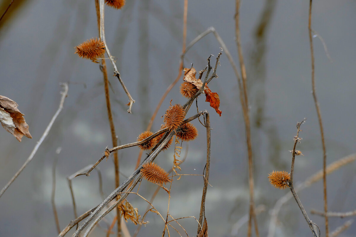 флора февраля 25   1 - Александр Прокудин