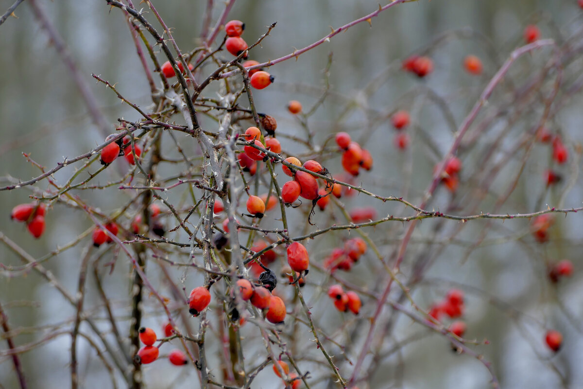 флора февраля 25 5 - Александр Прокудин флора февраля 25 5 - Александр Прокудин