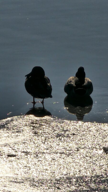 ...плыть, или не плыть... вот в чём вопрос... - IMir 