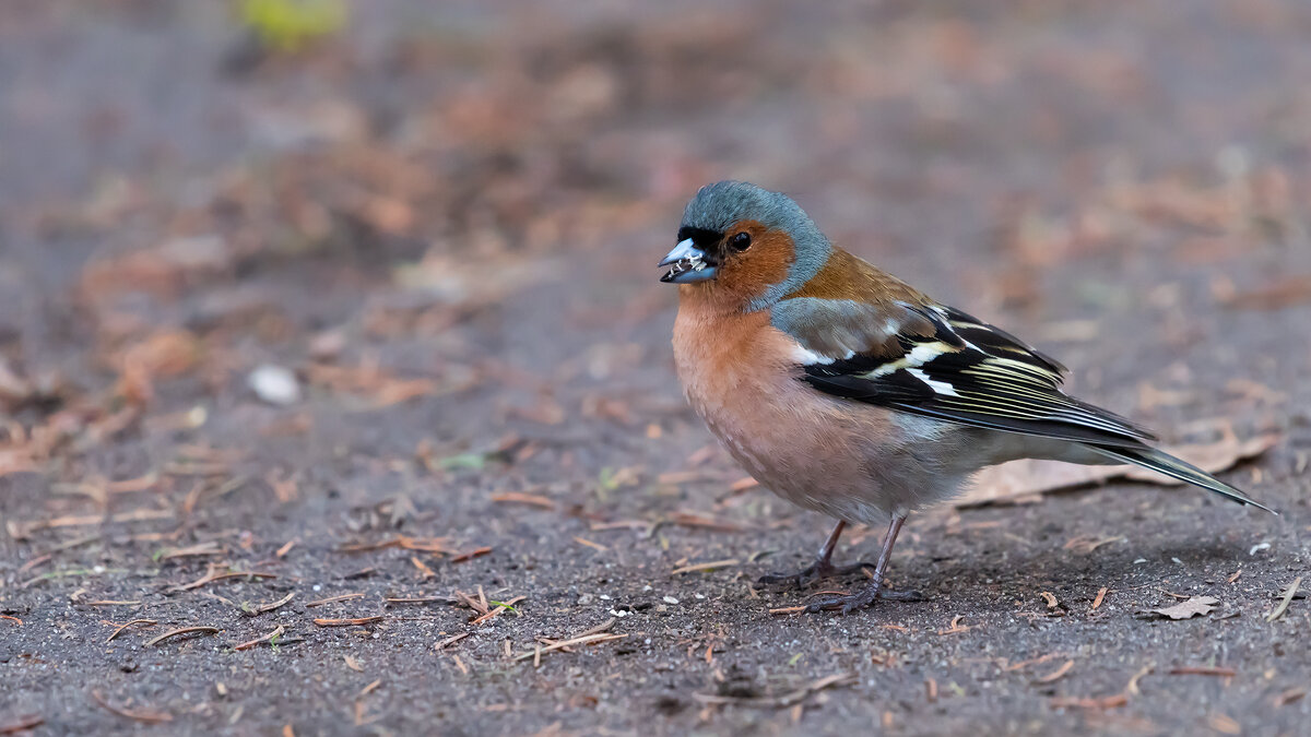 Зяблик - Владимир Лазарев Зяблик - Владимир Лазарев