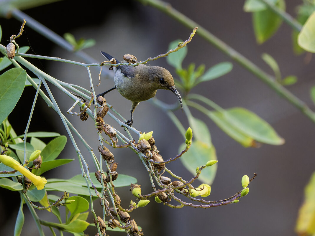 Палестинская нектарница. - Alexander Amromin