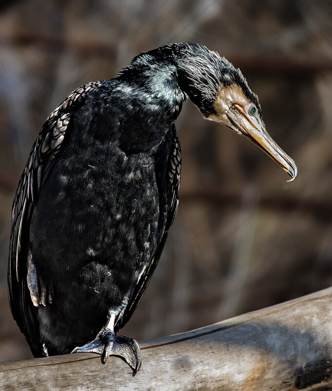 Баклан - SanSan 