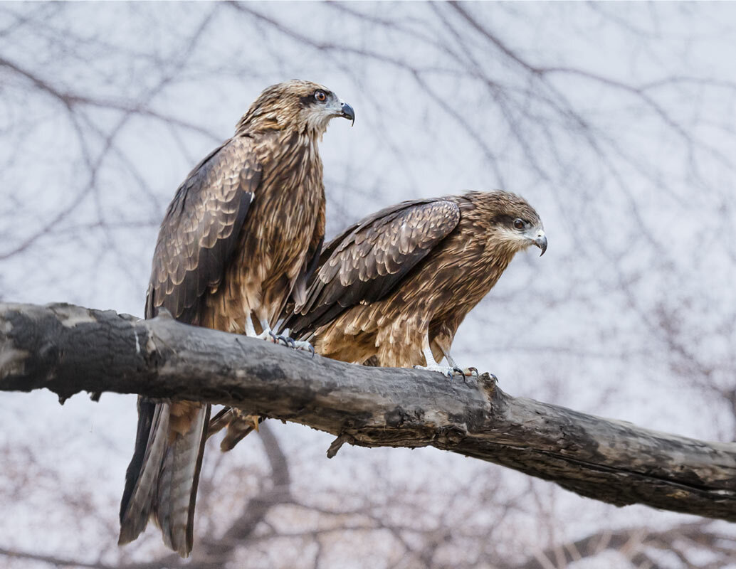 Коршун - SanSan 