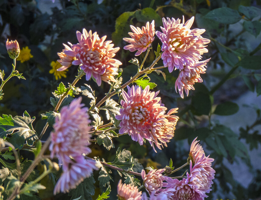 Розовые хризантемы - Валентин Семчишин Розовые хризантемы - Валентин Семчишин