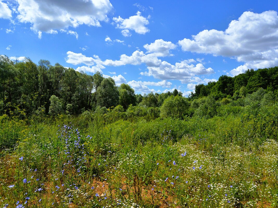 Чебоксары. Сургутский овраг летом. - Пётр Чернега