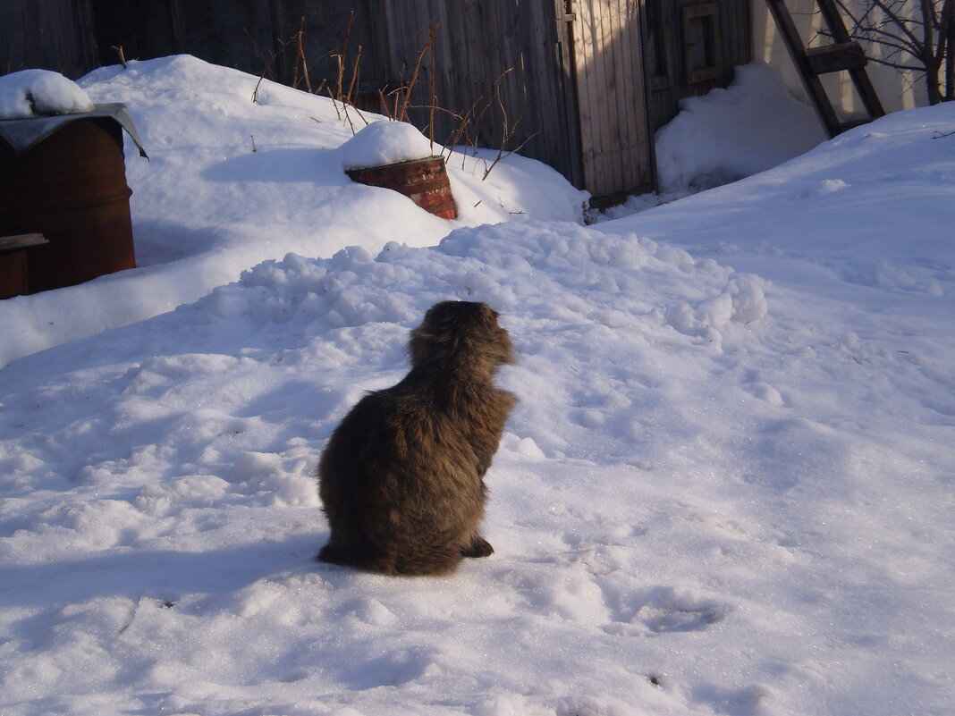 Зима. - Венера Чуйкова