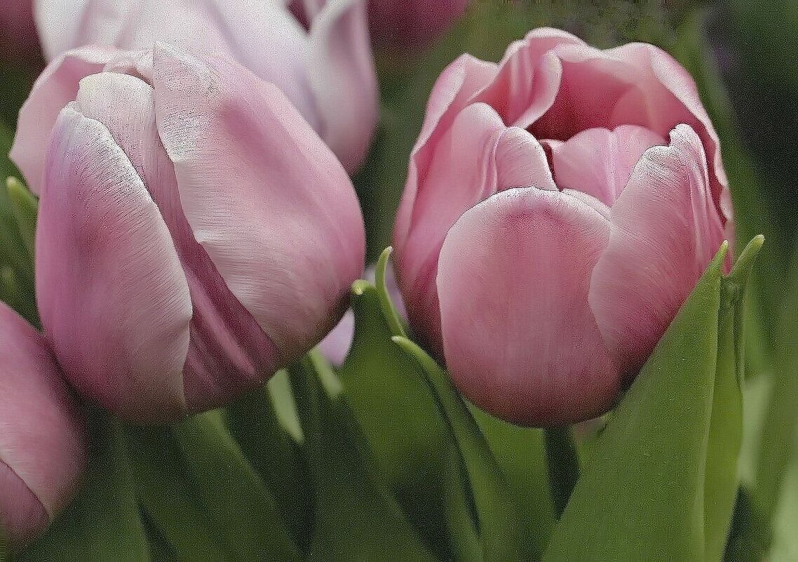 Тюльпаны - ZNatasha -