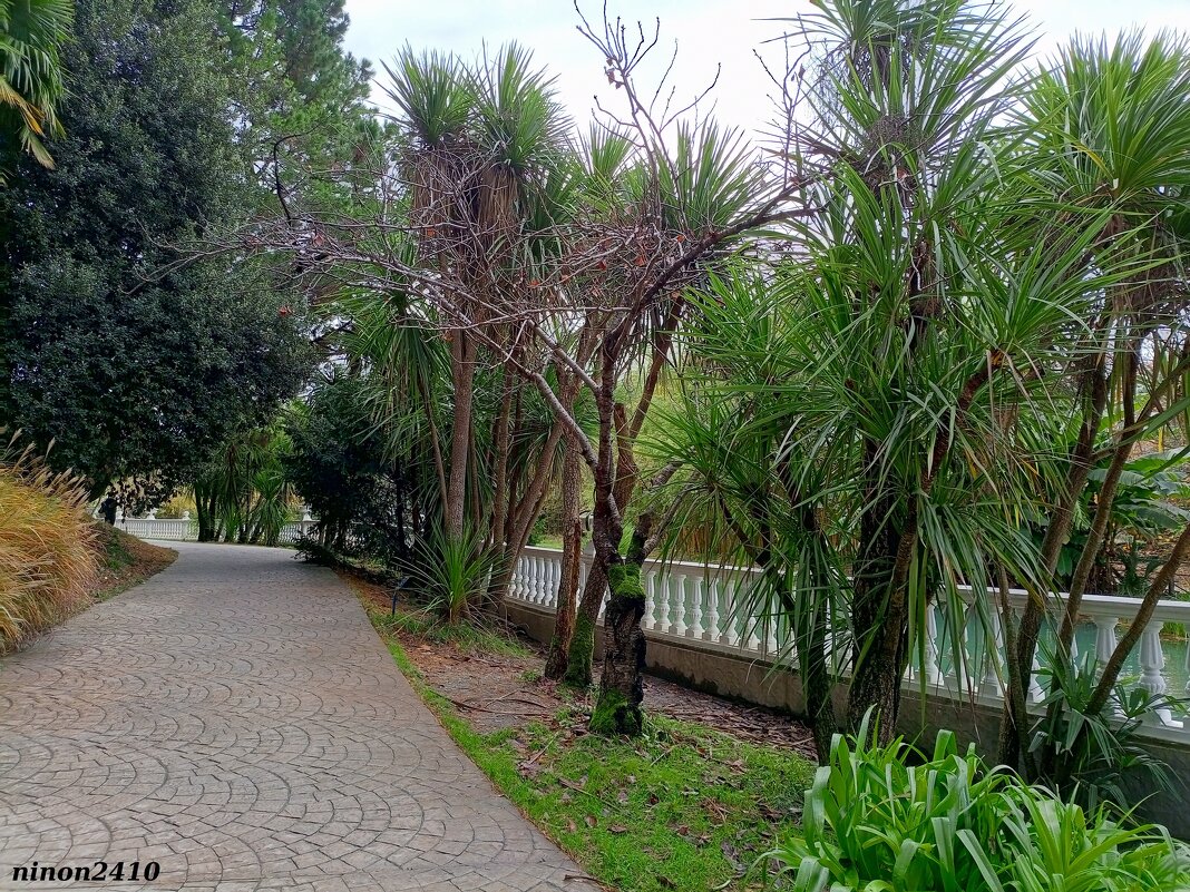 Адлер. Дендропарк "Южные культуры" - Нина Бутко Адлер. Дендропарк "Южные культуры" - Нина Бутко