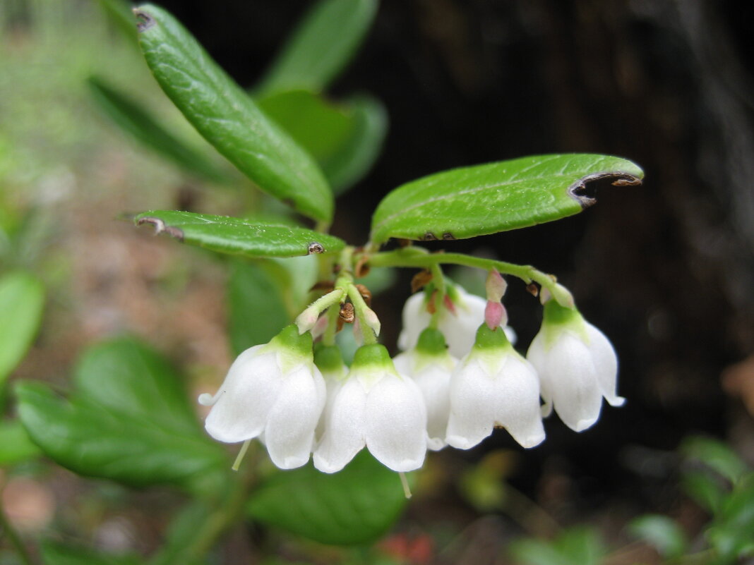 Брусника - Anna Ivanova Брусника - Anna Ivanova