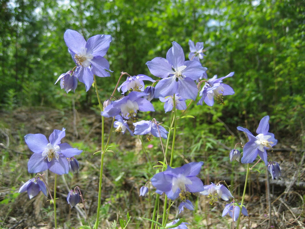 Водосбор отцветает - Anna Ivanova Водосбор отцветает - Anna Ivanova