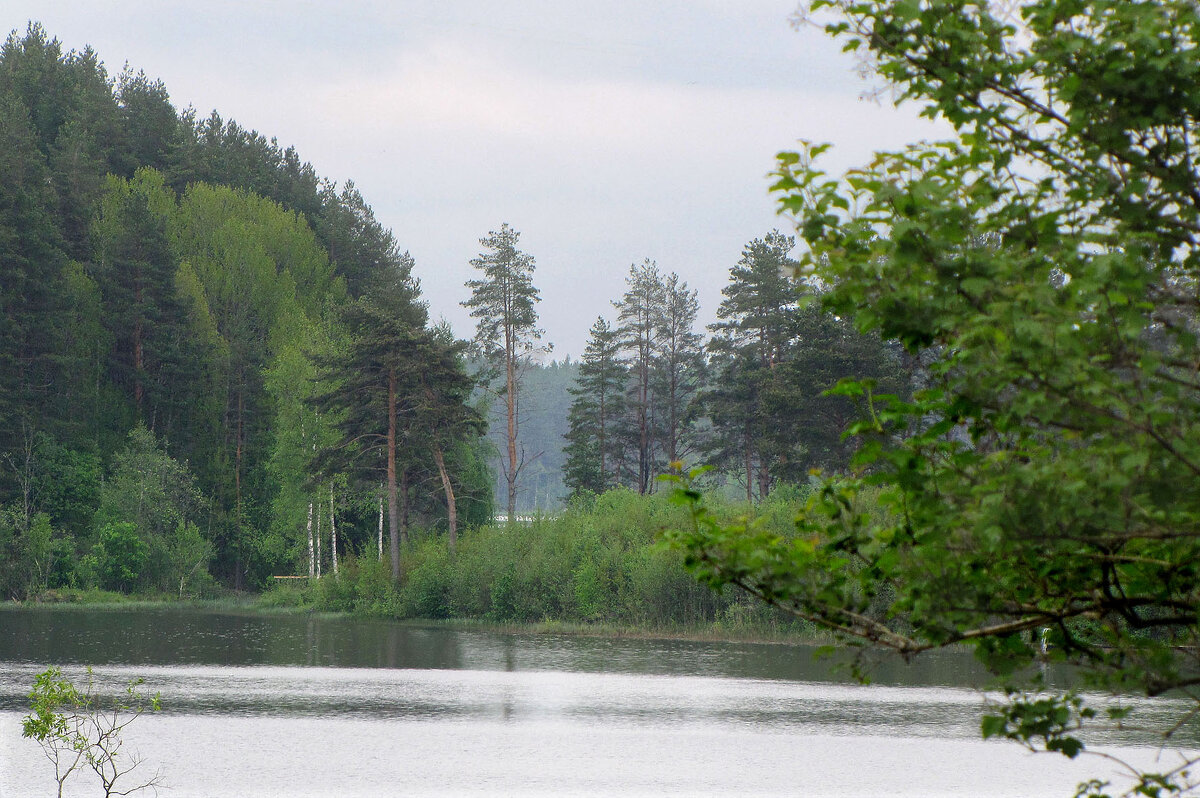 Озеро Сяргиярви - Александр Ильчевский Озеро Сяргиярви - Александр Ильчевский