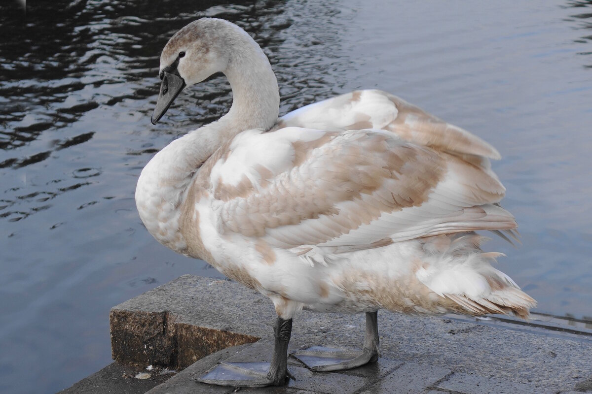 Молодой лебедь - Рита Симонова Молодой лебедь - Рита Симонова