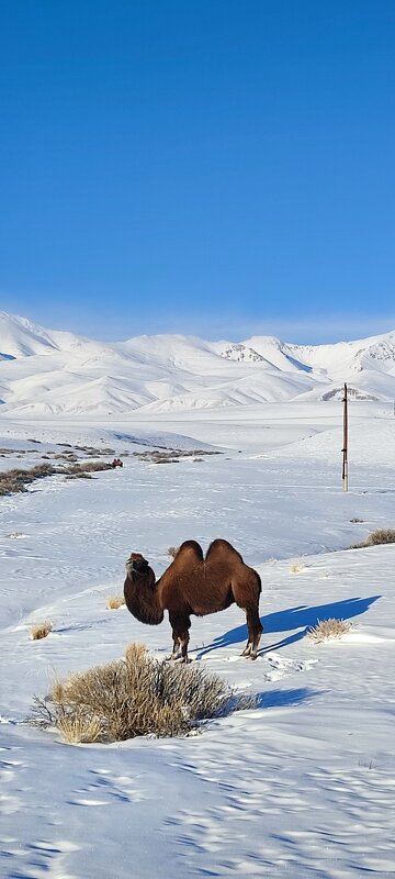 Алтай зимой - Александр Чибисов Алтай зимой - Александр Чибисов