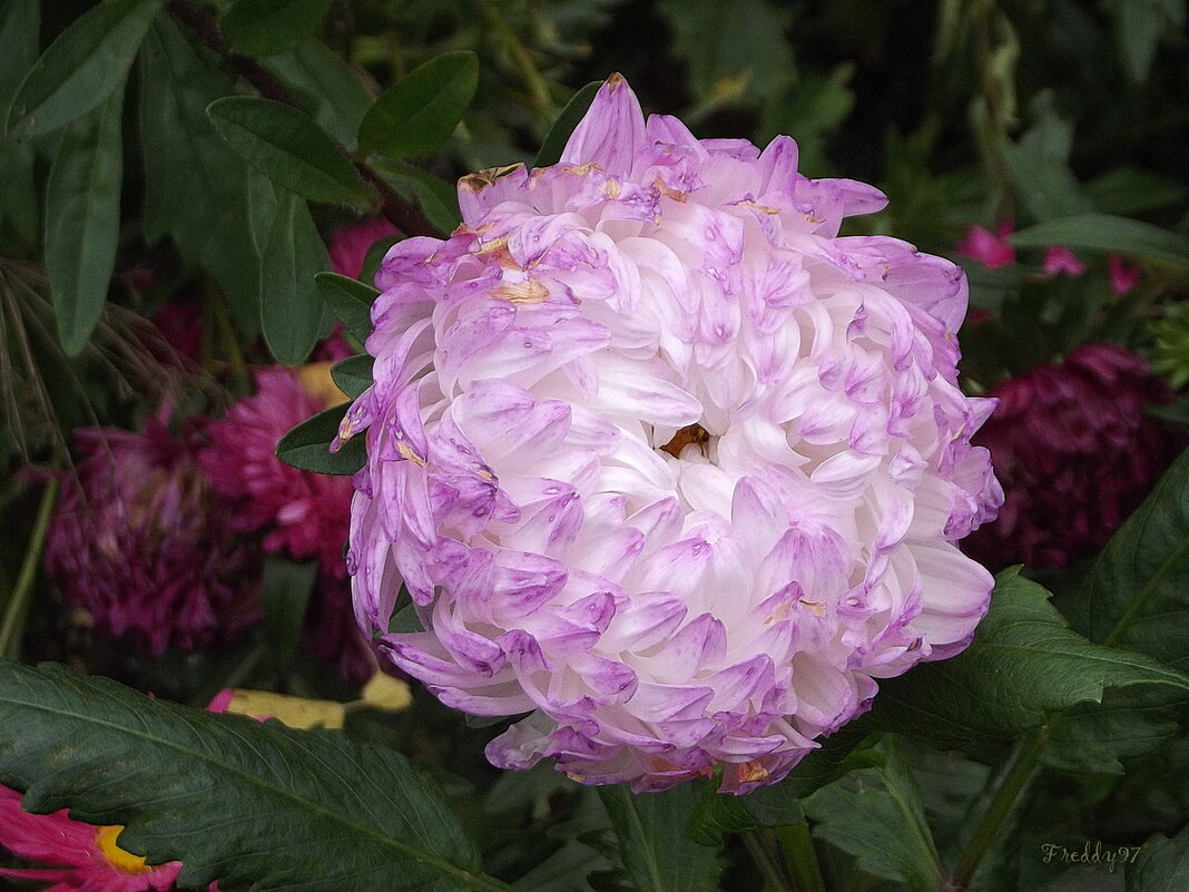 Астра - Freddy 97