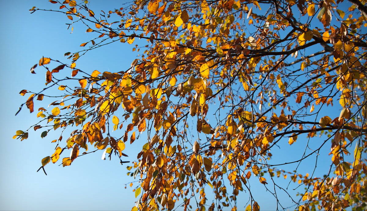 Золотая листва - lady v.ekaterina Золотая листва - lady v.ekaterina