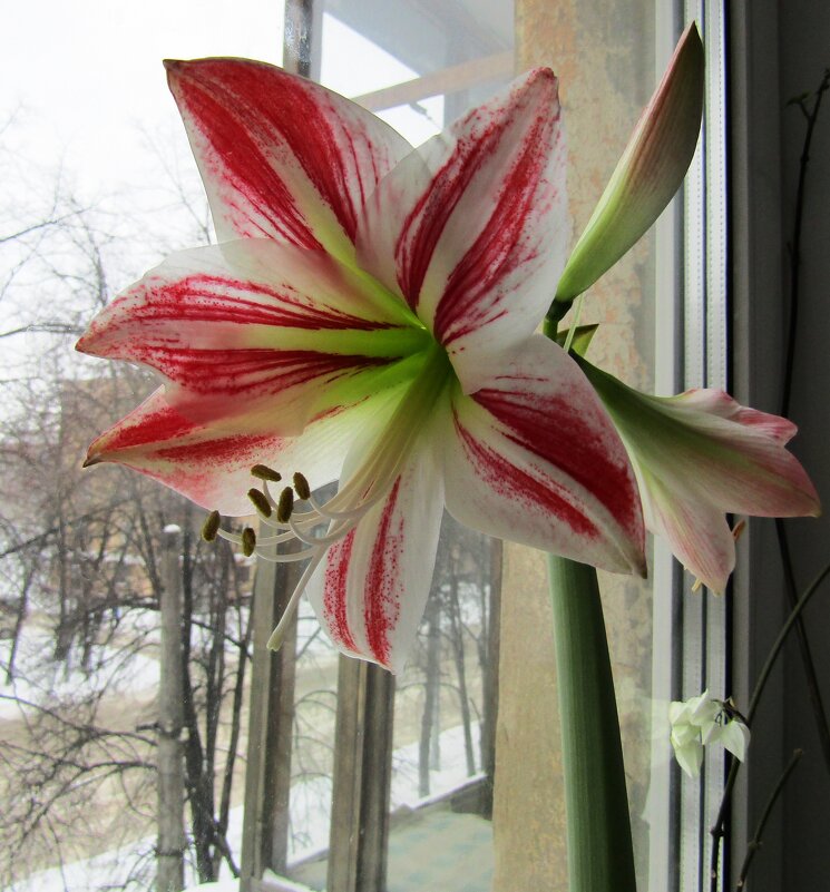 А на улице Зима-Зима! - Galaelina *** А на улице Зима-Зима! - Galaelina ***