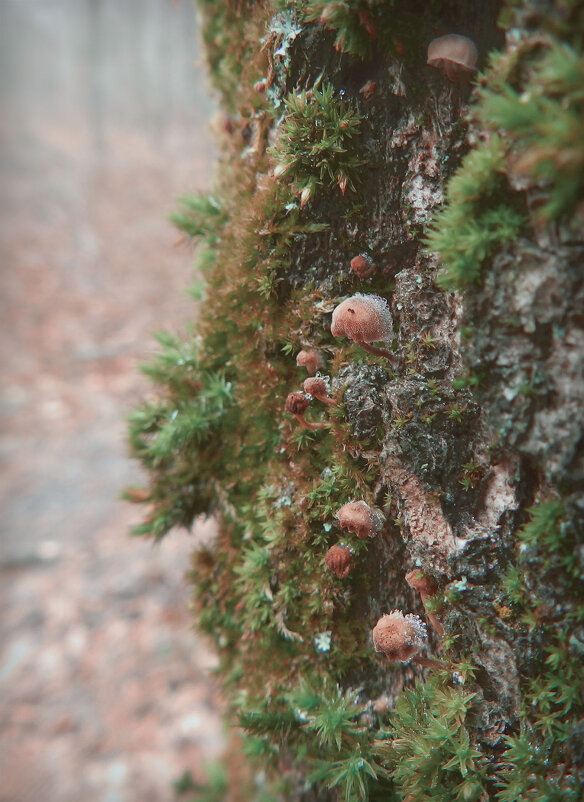 февральские грибочки - Лера 