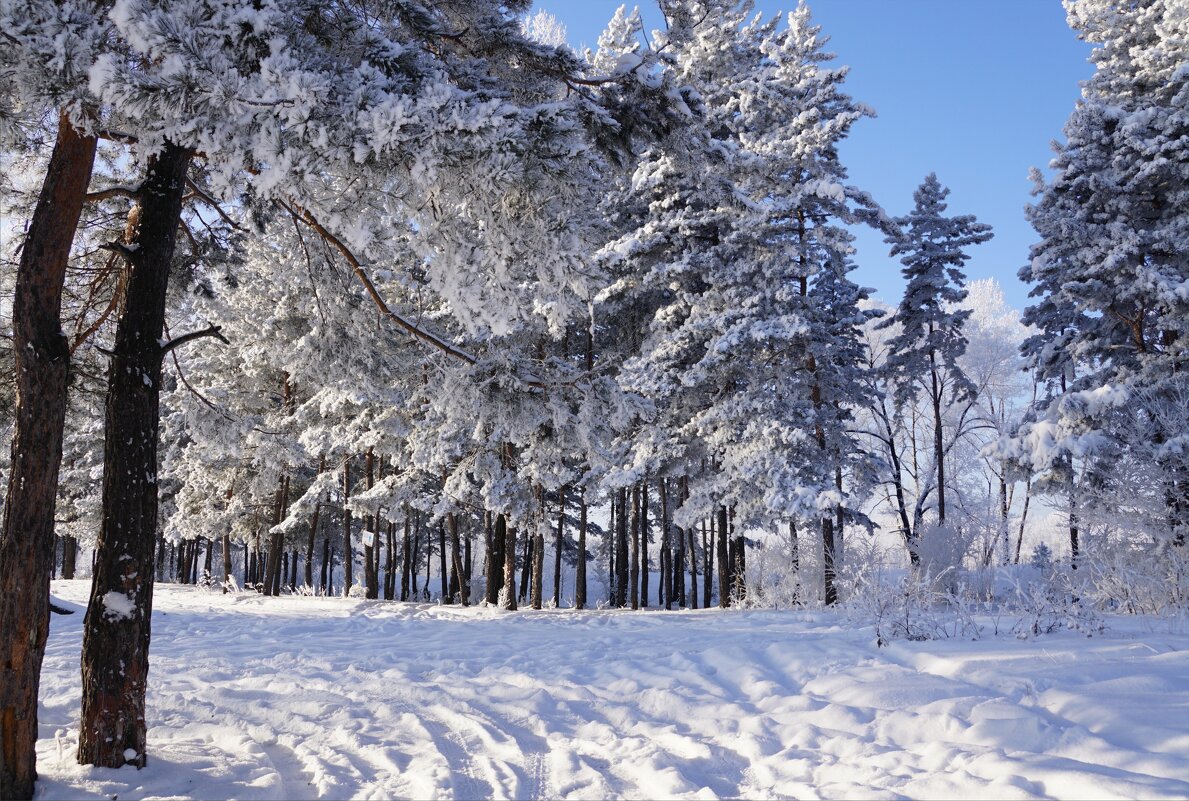 В лесу - Наталия Григорьева