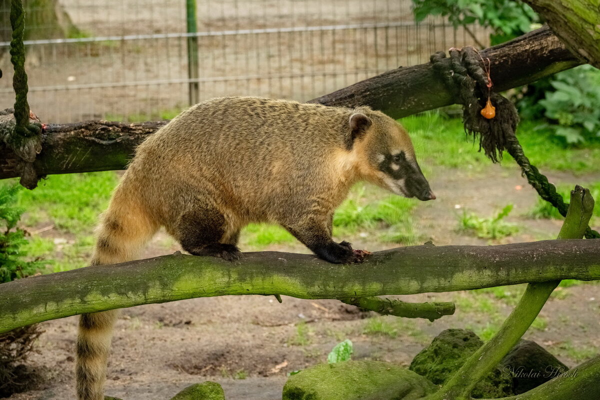 Носуха... - Николай Гирш Носуха... - Николай Гирш
