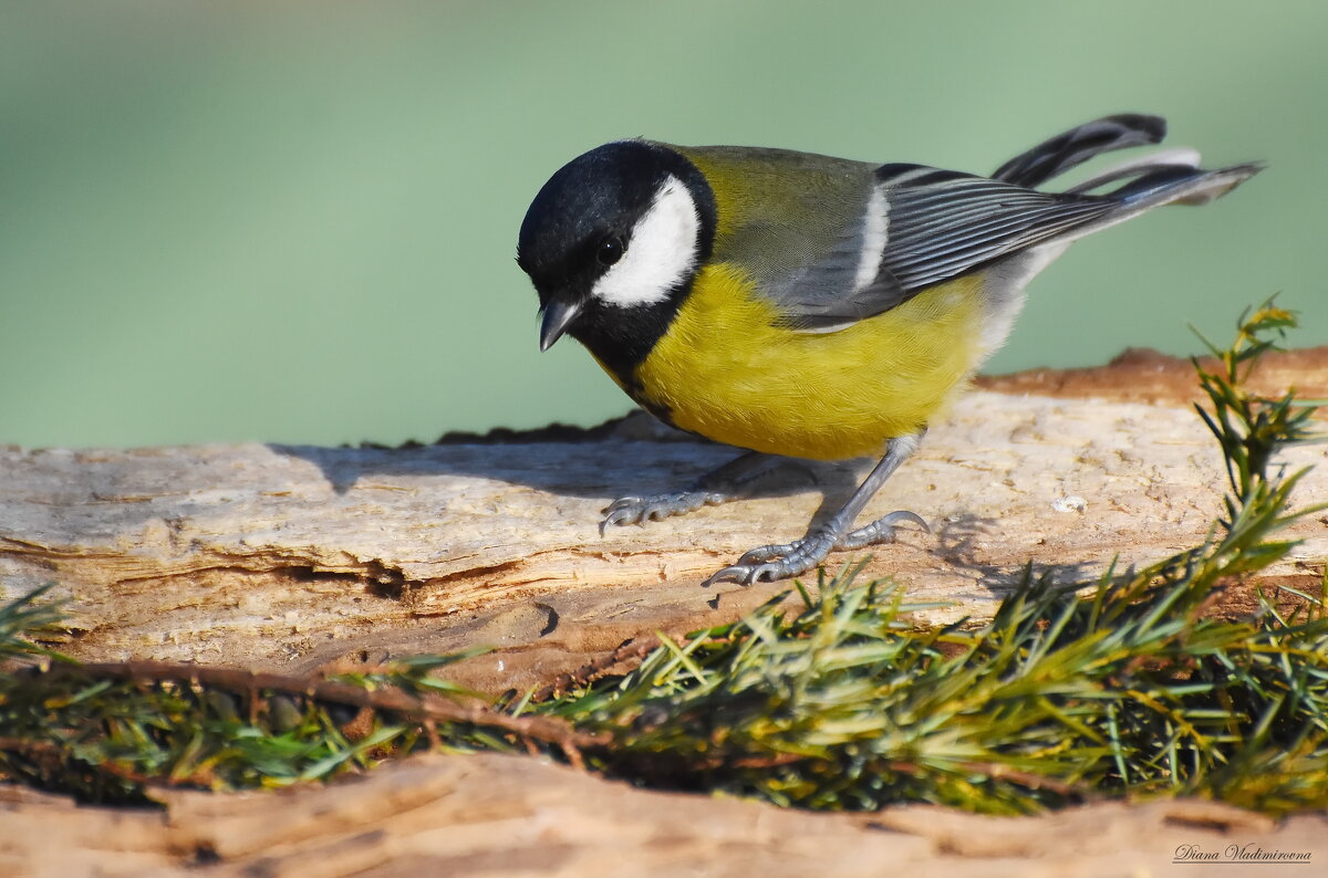 БОЛЬШАЯ СИНИЦА. - DianaVladimirovna БОЛЬШАЯ СИНИЦА. - DianaVladimirovna