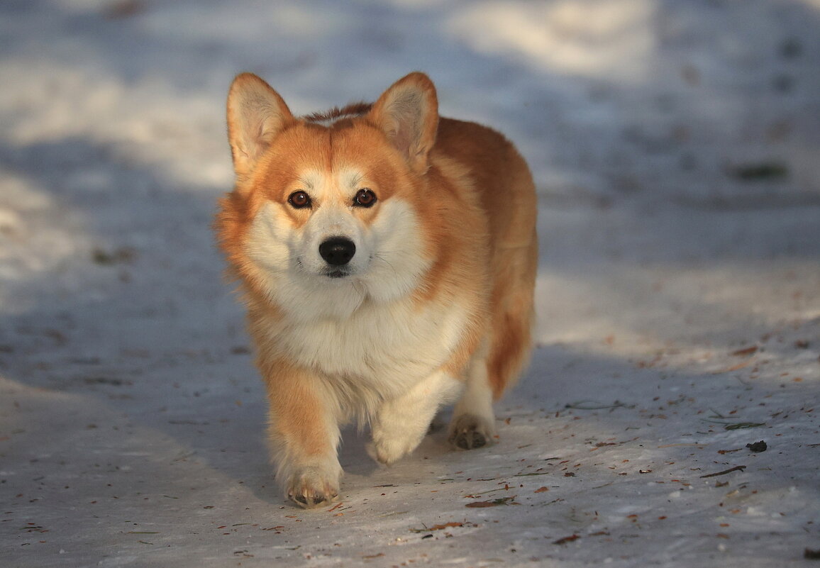 Мгновение из жизни - Владилен Панченко