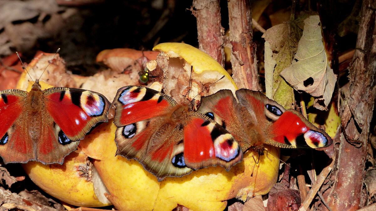 опять про бабочек 334 - Александр Прокудин опять про бабочек 334 - Александр Прокудин