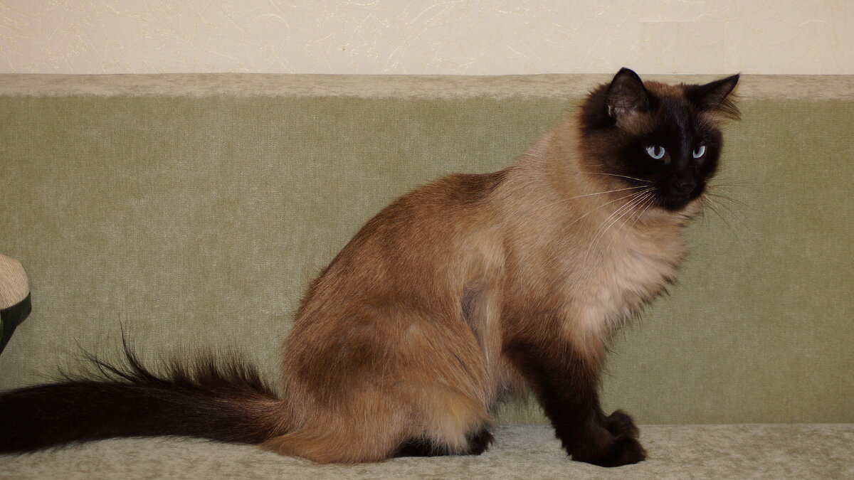 Черной краски хватило только на голову , лапы и хвост... - Вик Токарев Черной краски хватило только на голову , лапы и хвост... - Вик Токарев