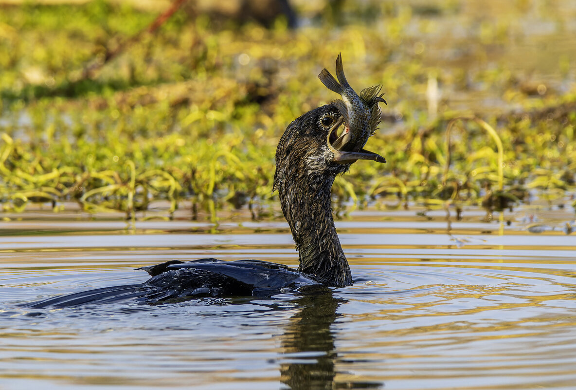 Зелёный баклан. - Alexander Amromin