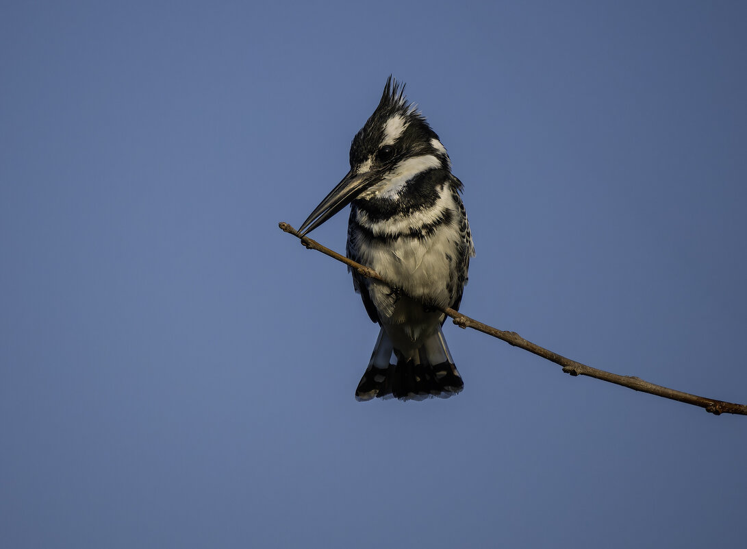 Малый пегий зимородок. - Alexander Amromin