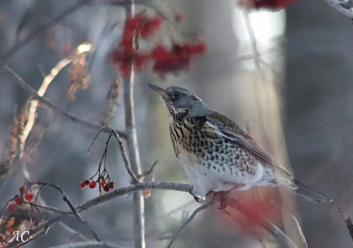 Дрозд - Любовь Сахарова Дрозд - Любовь Сахарова