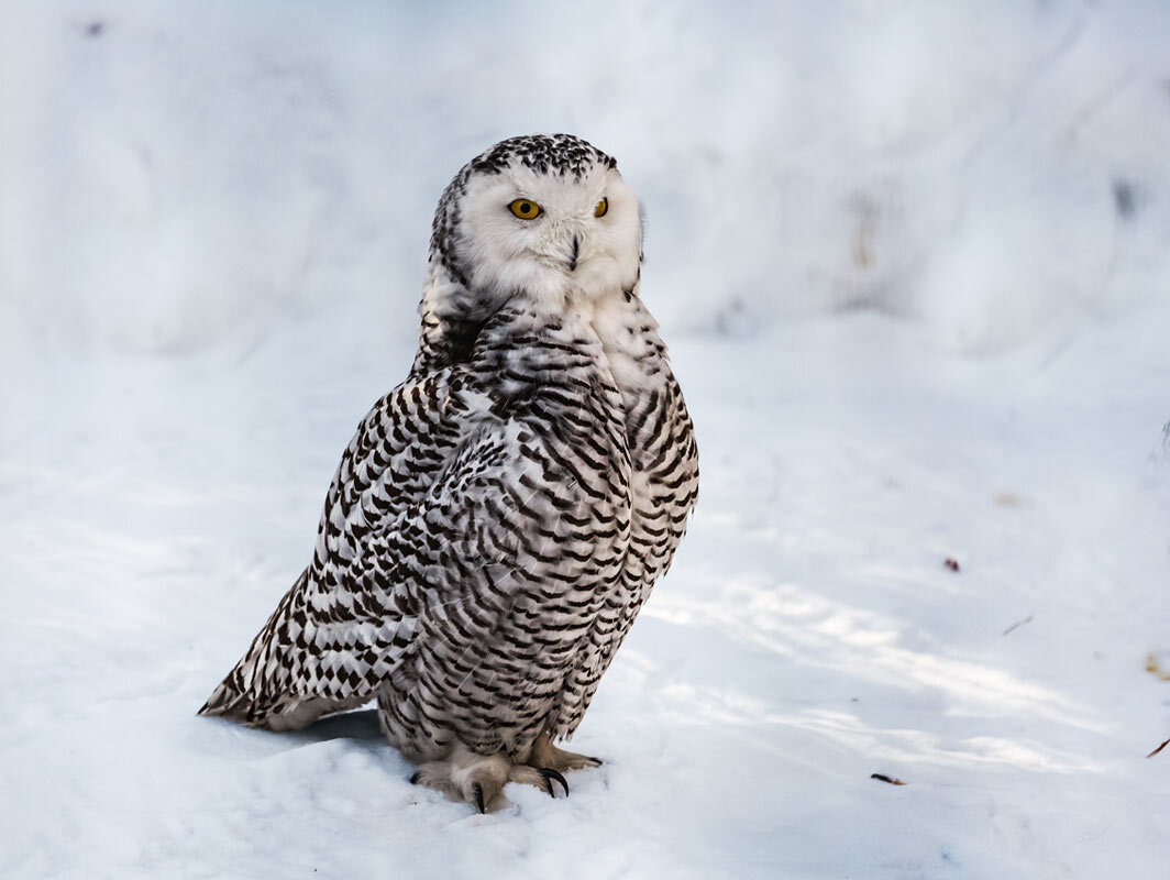 Полярная сова - SanSan 
