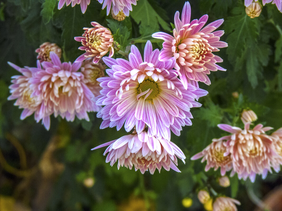 Хризантемы - Валентин Семчишин Хризантемы - Валентин Семчишин