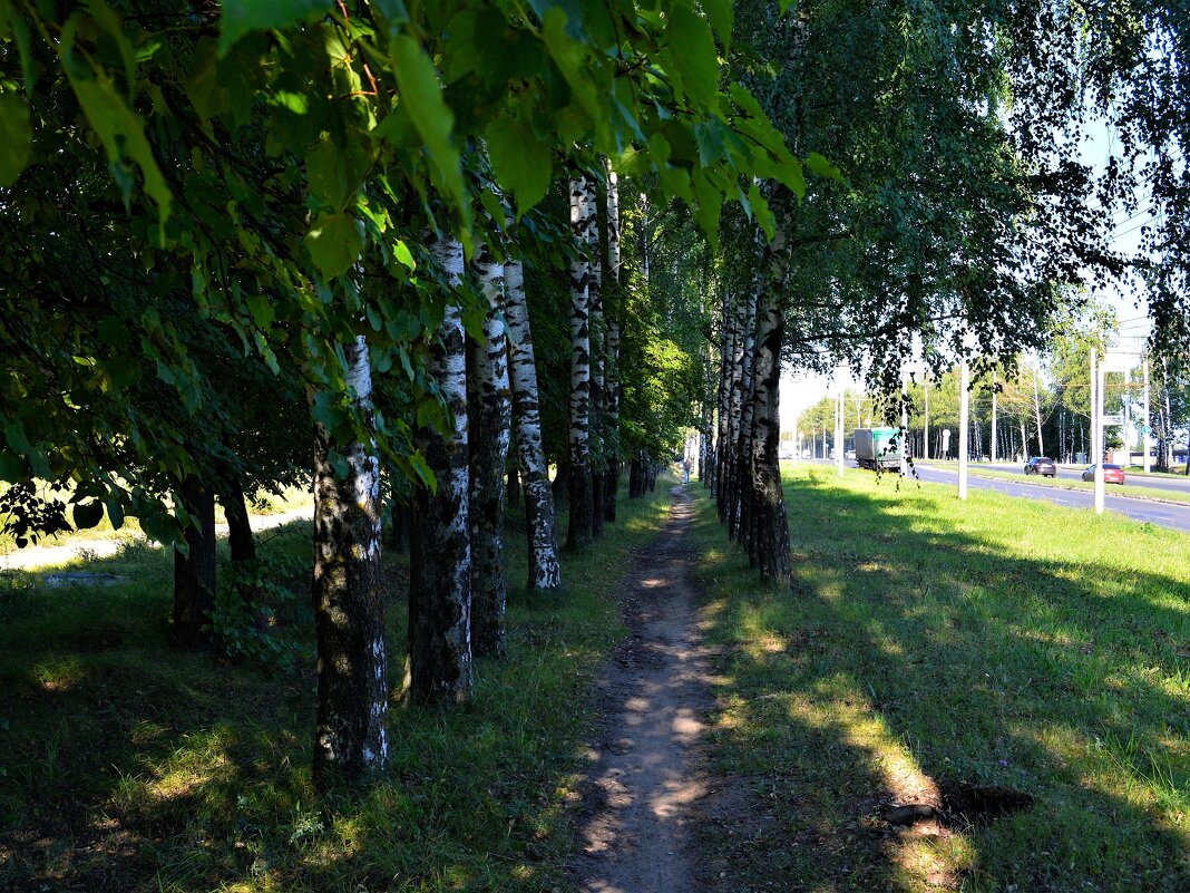 Чебоксары. Тропинка берёзовой аллеи вдоль Марпосадского шоссе. - Пётр Чернега Чебоксары. Тропинка берёзовой аллеи вдоль Марпосадского шоссе. - Пётр Чернега