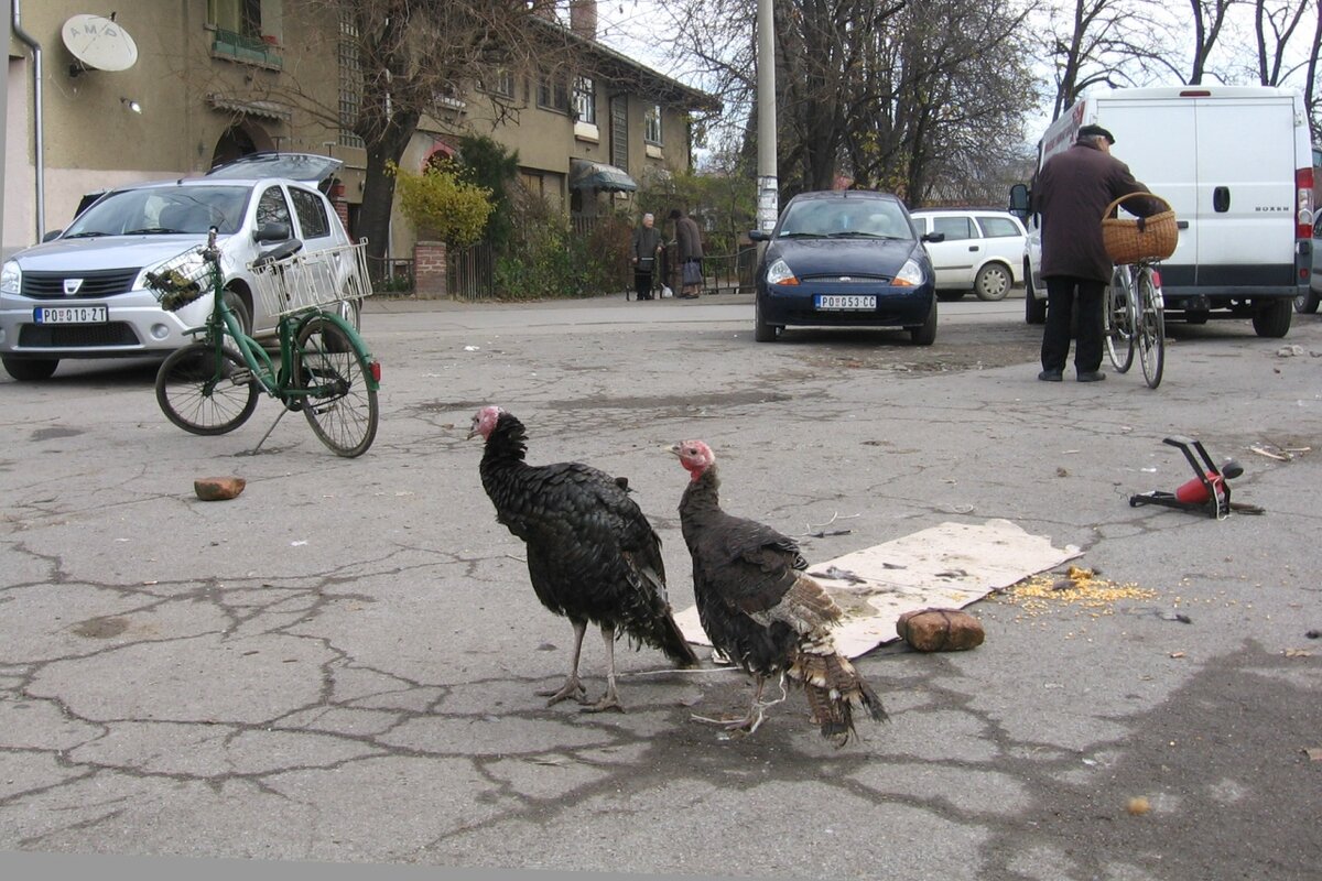 Бедные индюки - Милорад Бедные индюки - Милорад