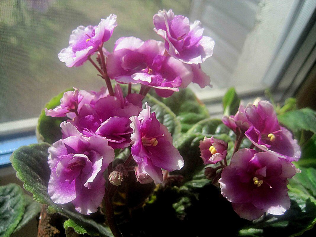 Фиалка - Елена Семигина Фиалка - Елена Семигина