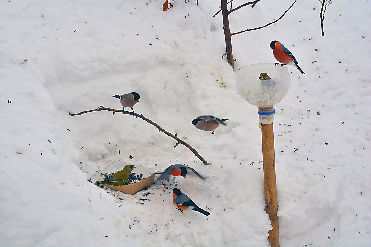 птичья столовая - леонид логинов птичья столовая - леонид логинов