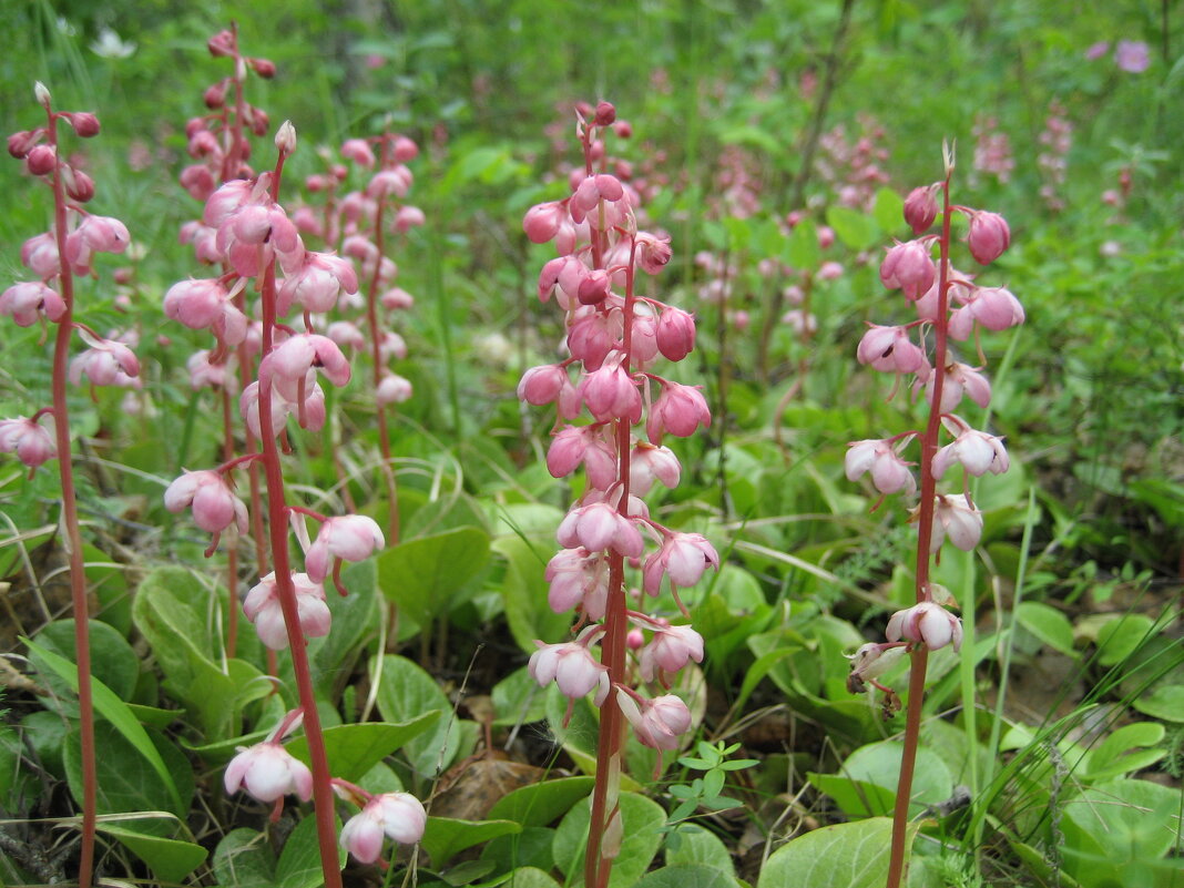 Грушанка - Anna Ivanova