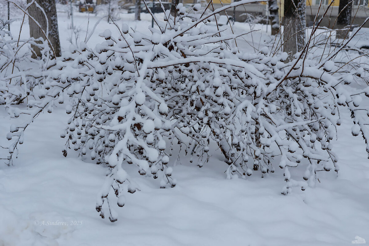Кустарник засыпанный снегом - Александр Синдерёв